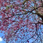 Um ipê florido anuncia a chegada da primavera em tons de rosa