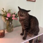 Uma felina carinhosa ao lado de flores