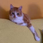 Um gatinho tranquilo descansa no sofá amarelo