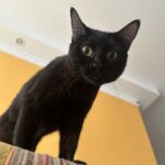Olhar atento e curioso de uma gatinha