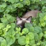 Um gatinho se esconde e aconchega na natureza
