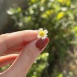 Uma pequena flor revela os detalhes de um dia ensolarado