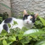 uma gatinha branquinha descansa nas folhas