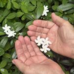 Mãos celebram as pequenas e delicadas flores de jasmin
